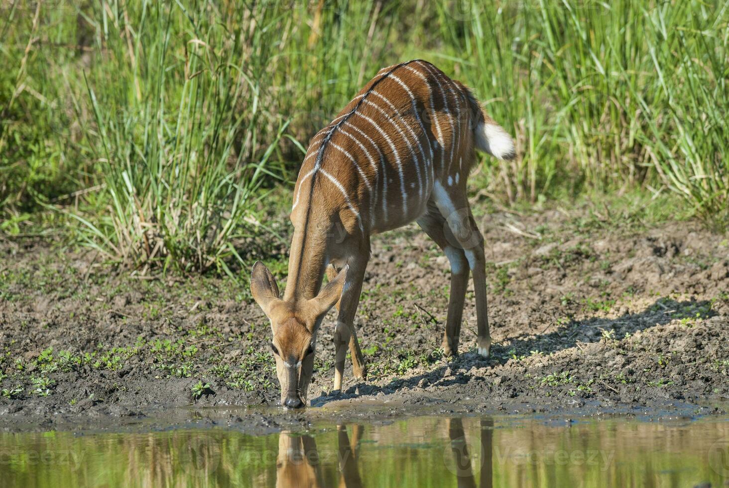 Nyala female drinking, Kruger National Park, South Africa photo