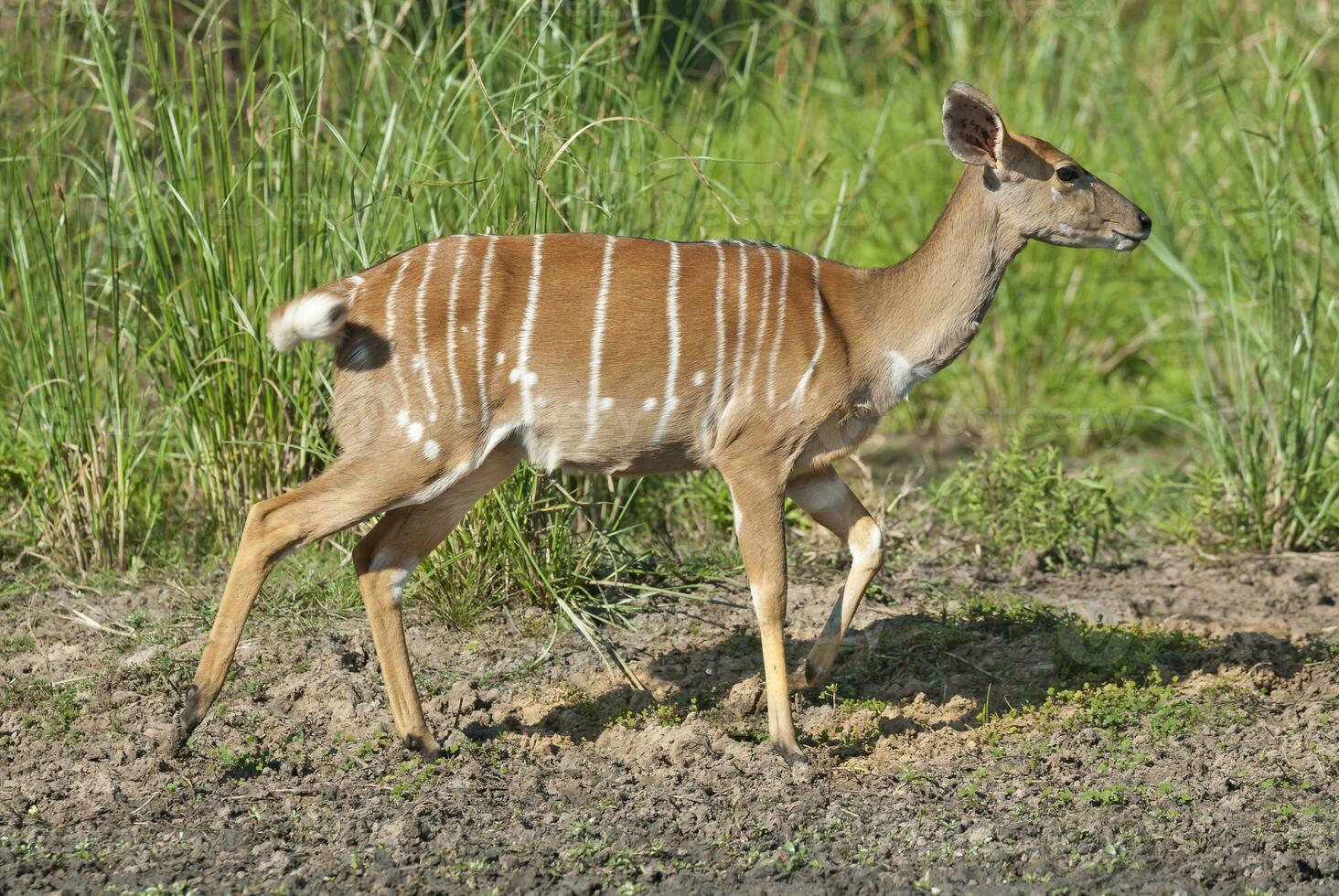 nyala hembra Bebiendo, kruger nacional parque, sur África foto