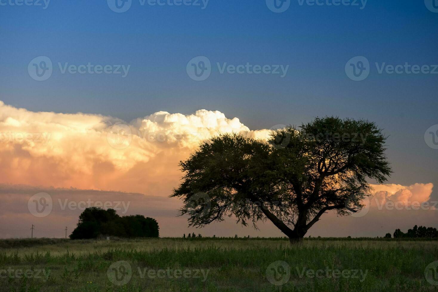 pampa árbol paisaje con un tormenta en el fondo, la pampa provincia, argentina foto