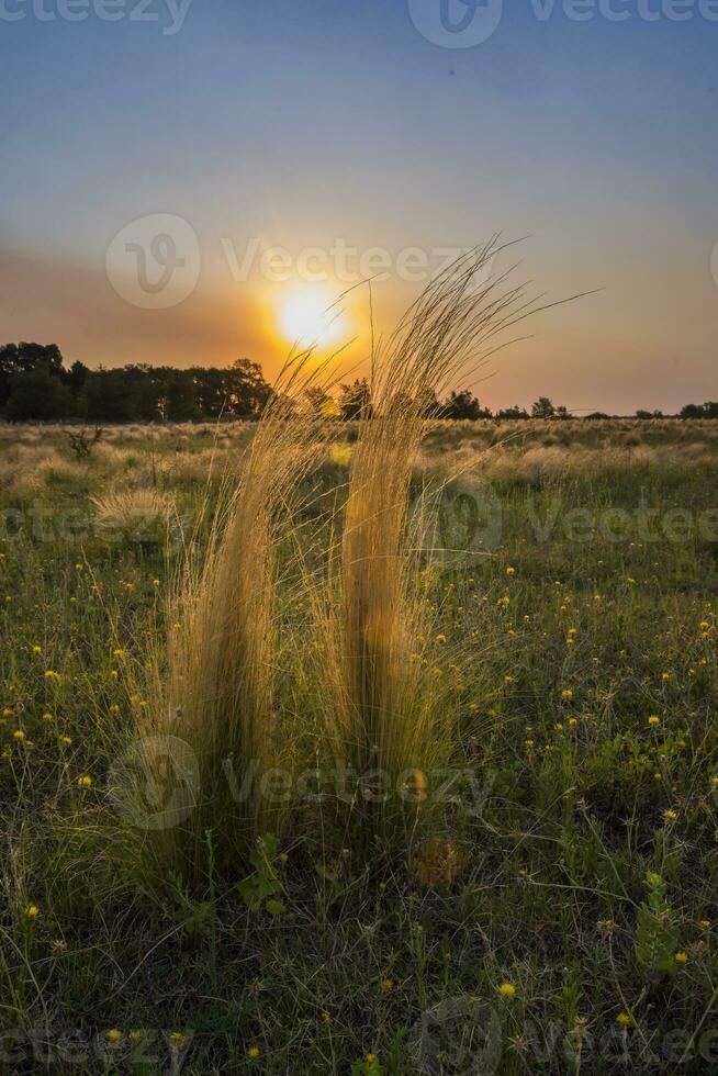 Pampas grass landscape at sunset, La Pampa Province, Patagonia,  Argentina photo