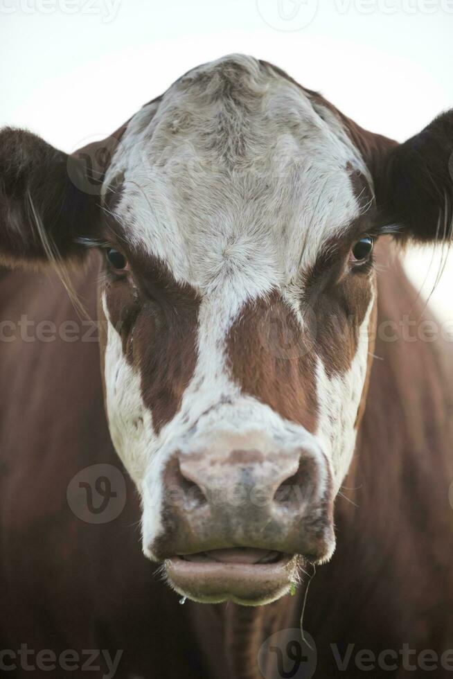 Cow portrait in Pampas Landscape, La Pampa Province, Patagonia, Argentina. photo