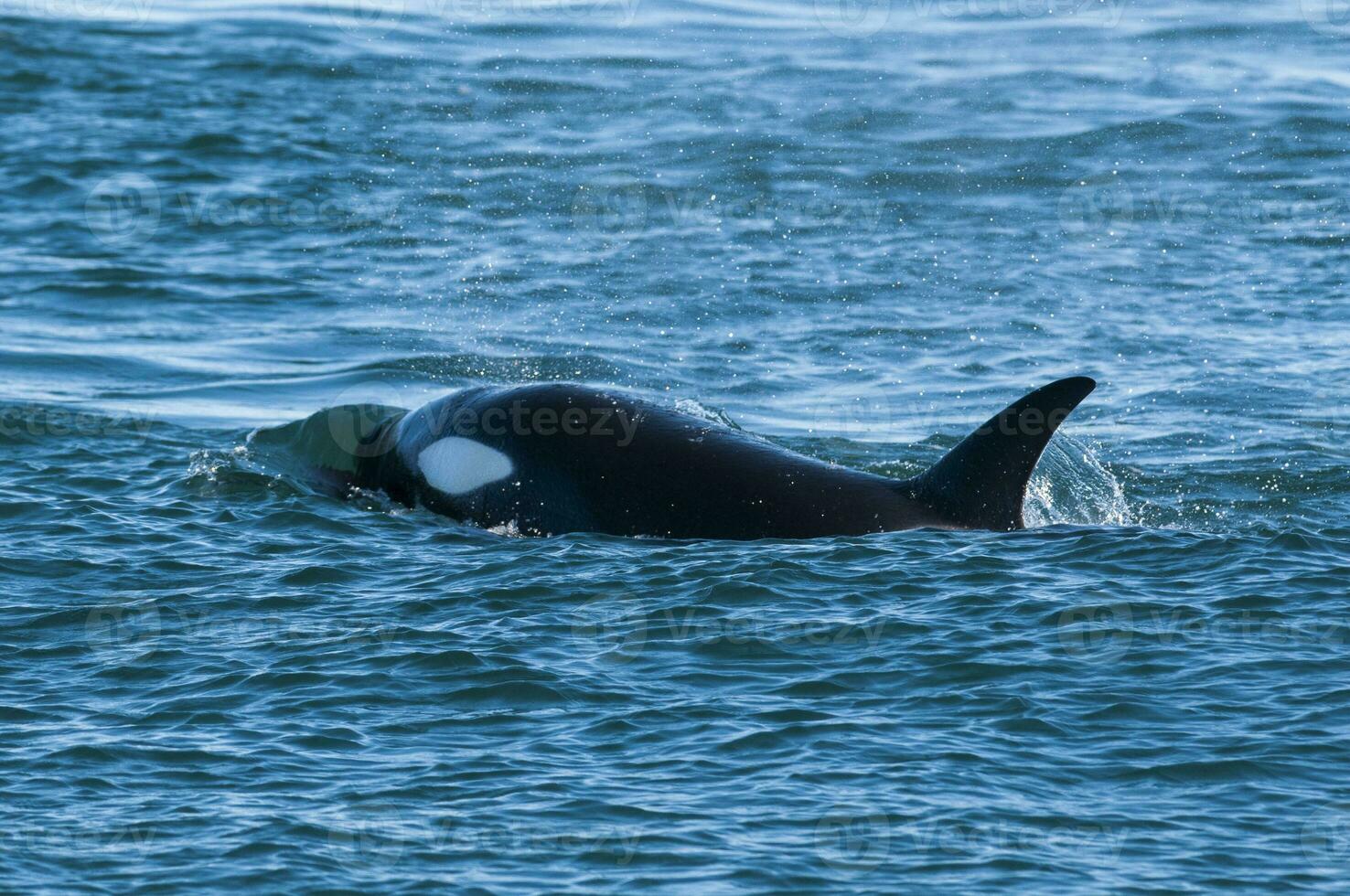 Killer Whale, Orca, hunting a sea lion pup, Peninsula Valdes, Patagonia Argentina photo