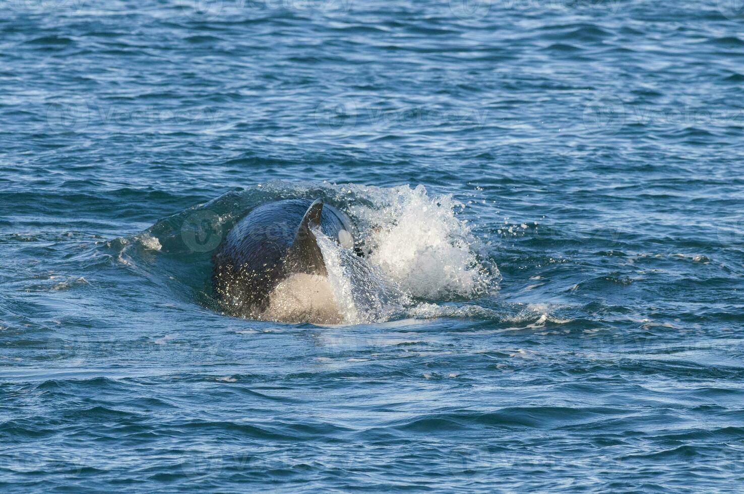 Killer Whale, Orca, hunting a sea lion pup, Peninsula Valdes, Patagonia Argentina photo