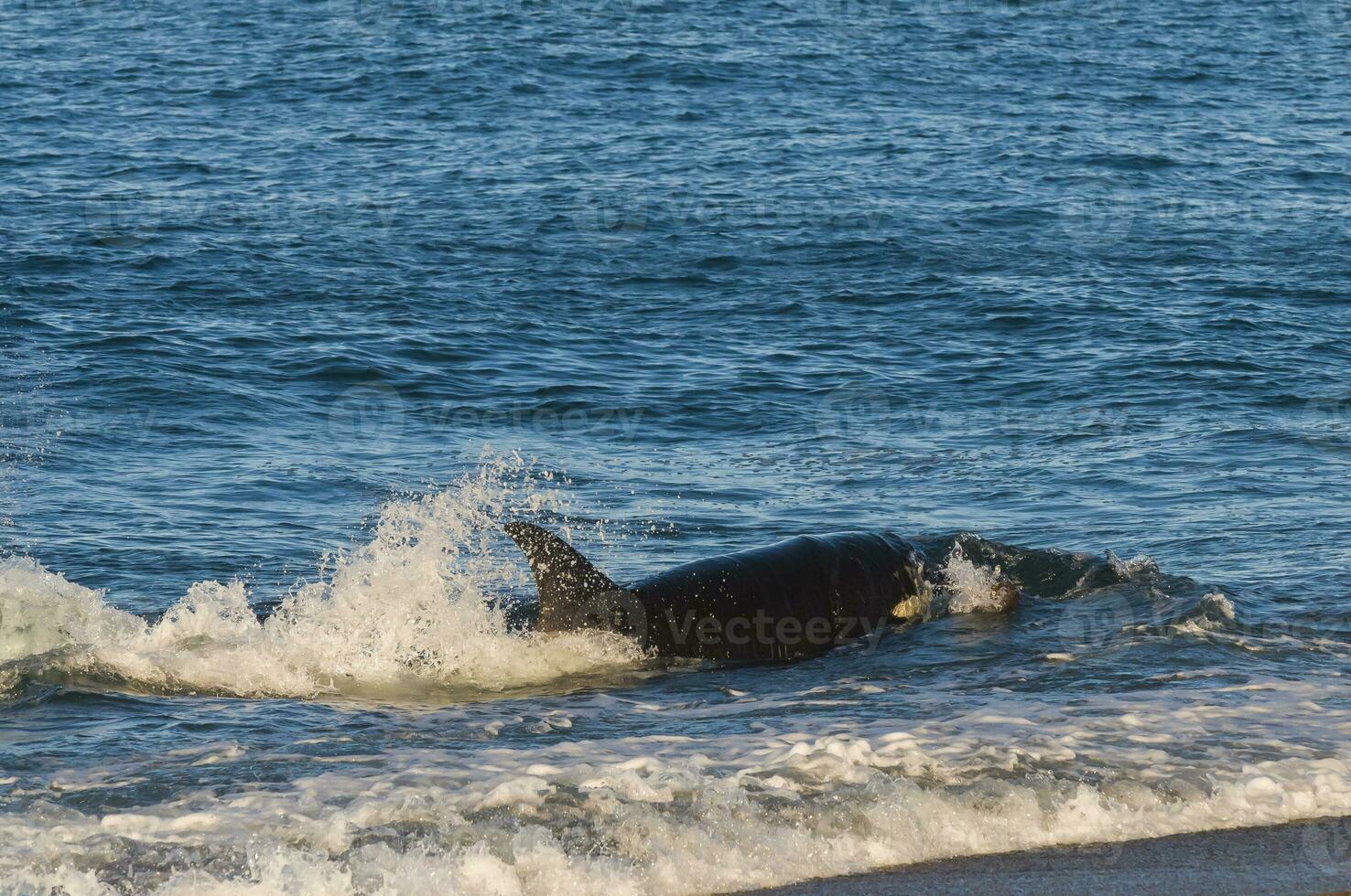 Killer Whale, Orca, hunting a sea lion pup, Peninsula Valdes, Patagonia Argentina photo