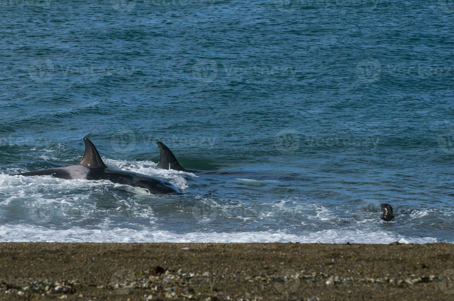 Killer Whale, Orca, hunting a sea lion pup, Peninsula Valdez, Patagonia Argentina photo