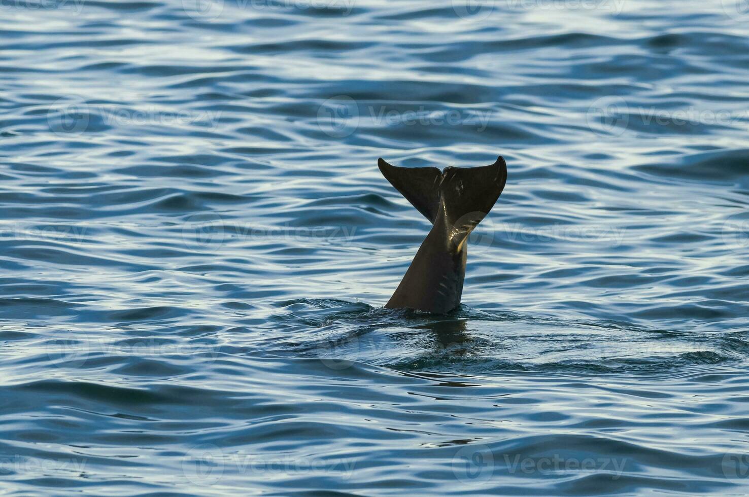 Killer Whale tail , Orca, hunting a sea lion pup, Peninsula Valdes, Patagonia Argentina photo