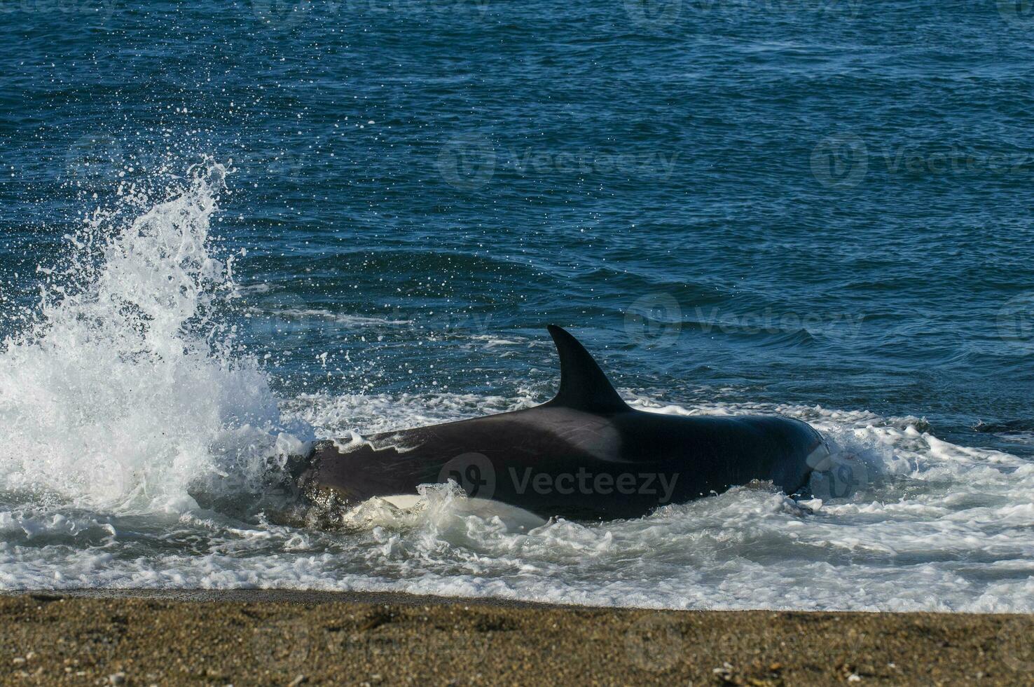 Killer Whale, Orca, hunting a sea lion pup, Peninsula Valdez, Patagonia Argentina photo