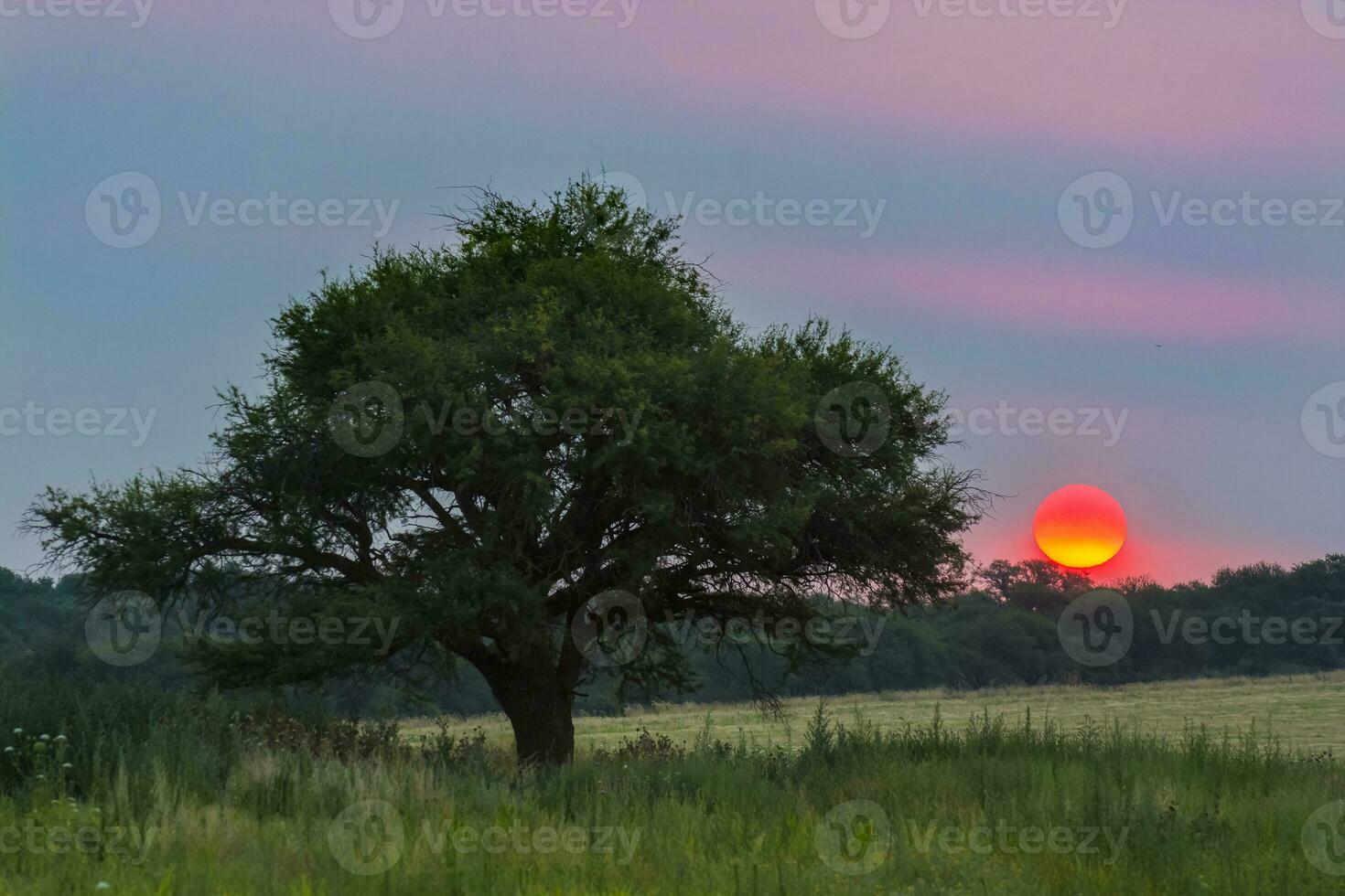 Pampas tree landscape with a storm in the background,  La Pampa Province,  Argentina photo