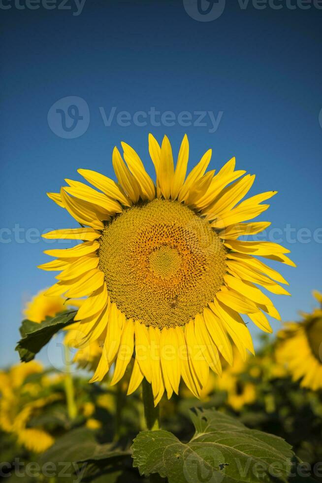 Pampas sunflower landscape,La Pampa province, Patagonia,  Argentina photo