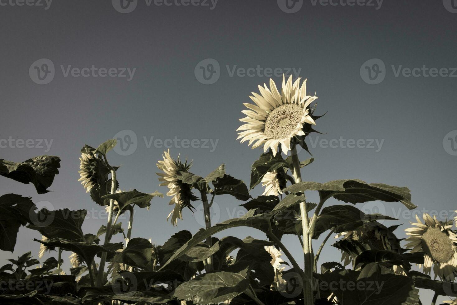 Pampas sunflower landscape , La Pampa Province, Patagonia Argentina photo