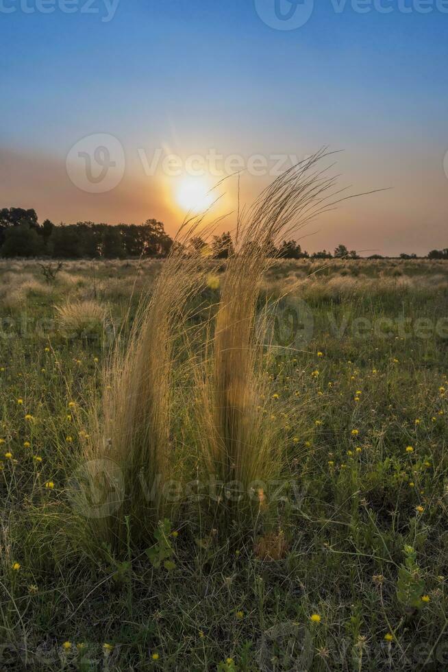 Pampas grass landscape at sunset, La Pampa Province, Patagonia,  Argentina photo