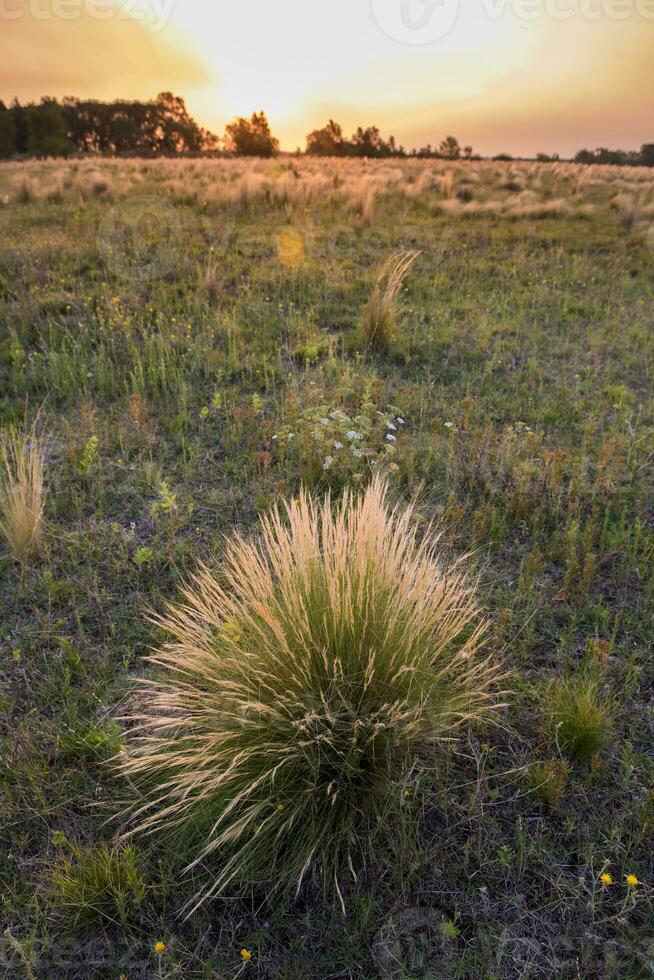 Pampas grass landscape at sunset, La Pampa Province,  Argentina photo