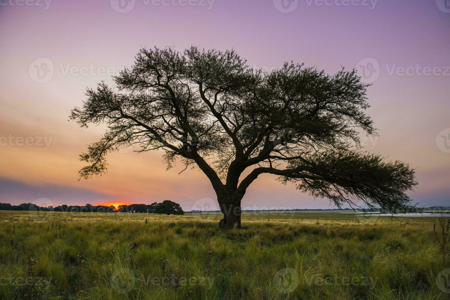 Pampas tree landscape at sunset, La Pampa Province,  Argentina photo
