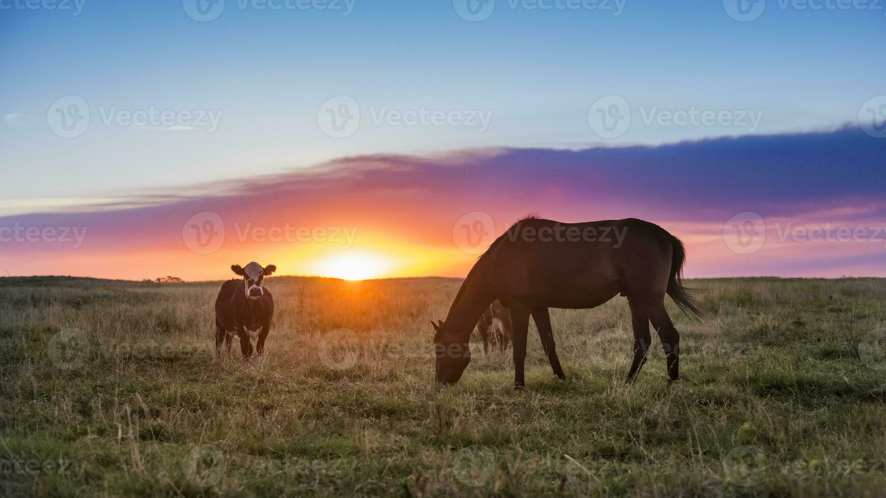 Horse in Pampas field landscape, La Pampa, Province, Patagonia, Argetina photo