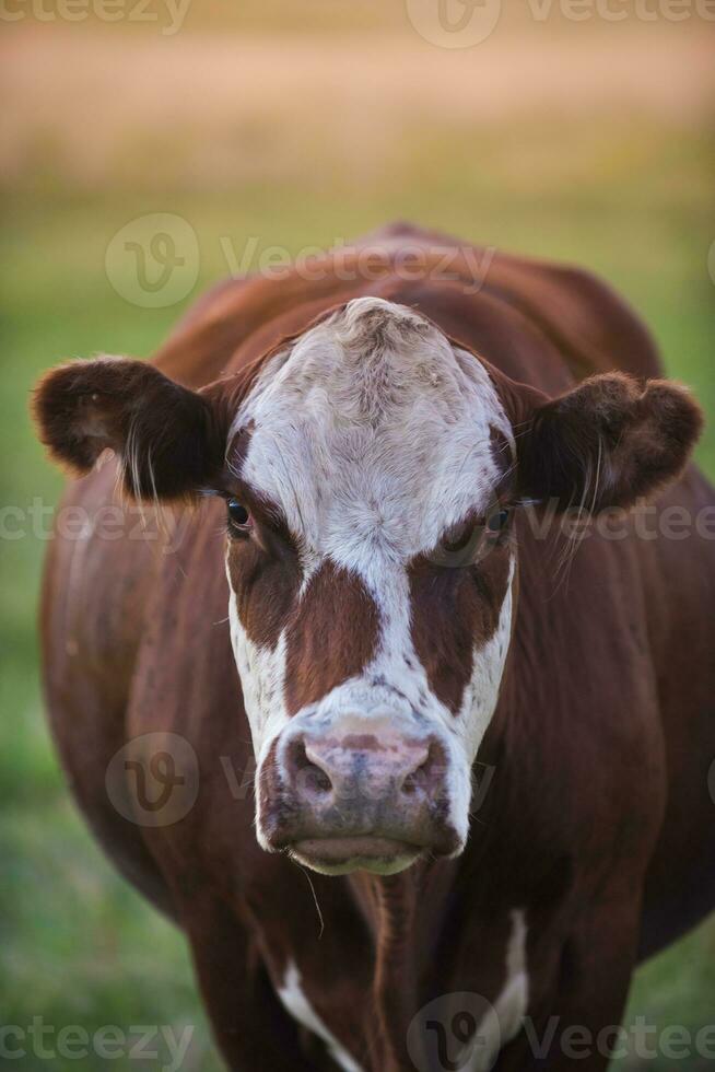 Cow portrait in Pampas Landscape, La Pampa Province, Patagonia, Argentina. photo