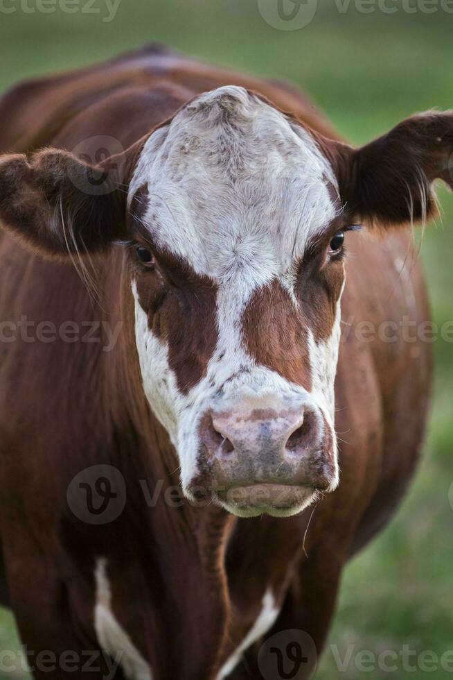 vaca retrato en pampa paisaje, la pampa provincia, Patagonia, argentina. foto