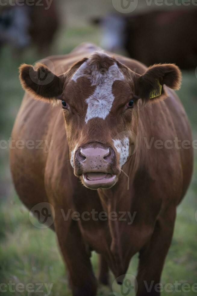 Cow portrait in Pampas Landscape, La Pampa Province, Patagonia, Argentina. photo