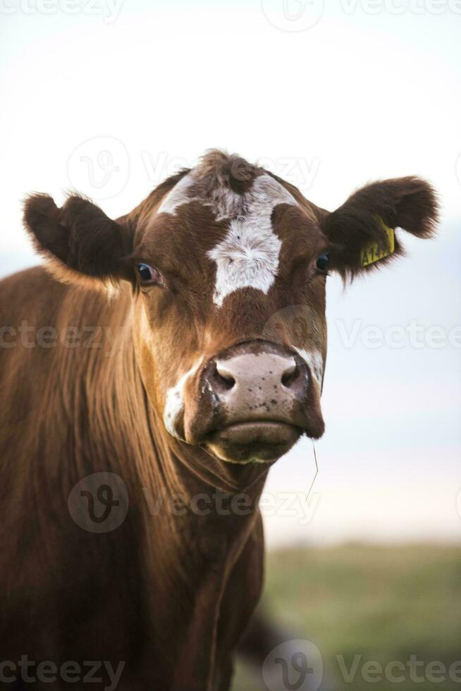 Cow portrait in Pampas Landscape, La Pampa Province, Patagonia, Argentina. photo