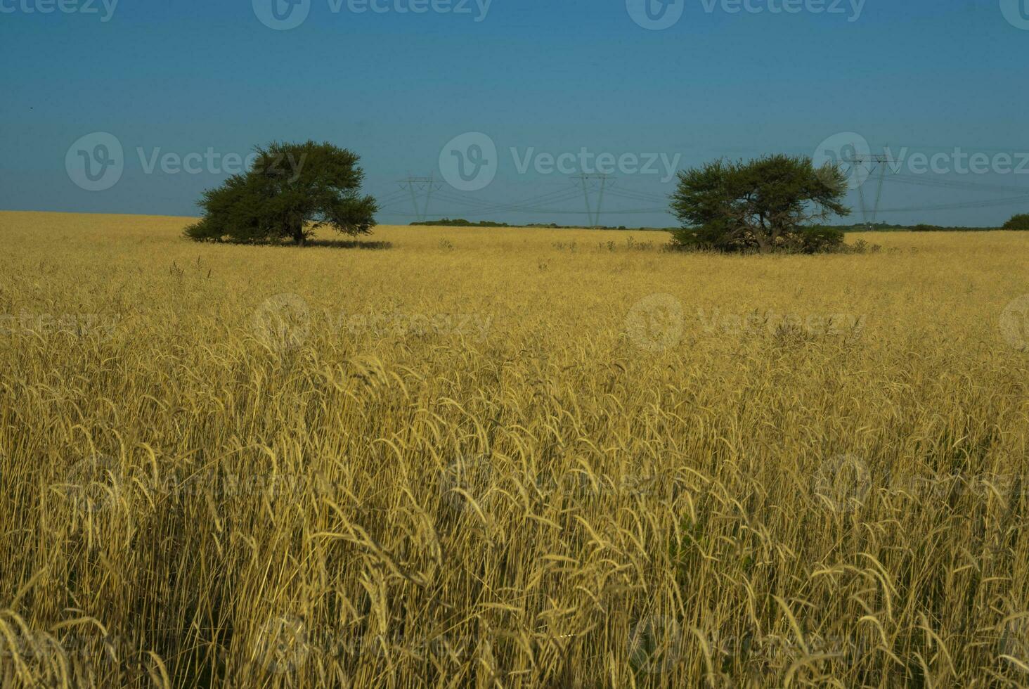 Pampas tree landscape with a storm in the background,  La Pampa Province,  Argentina photo