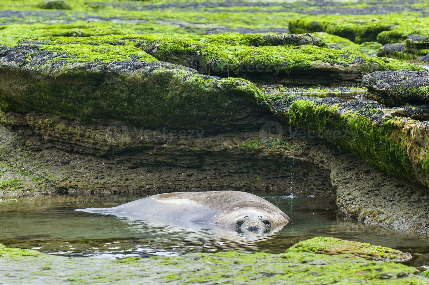 elefante sello, península Valdés, chubut provincia, Patagonia, argentina foto