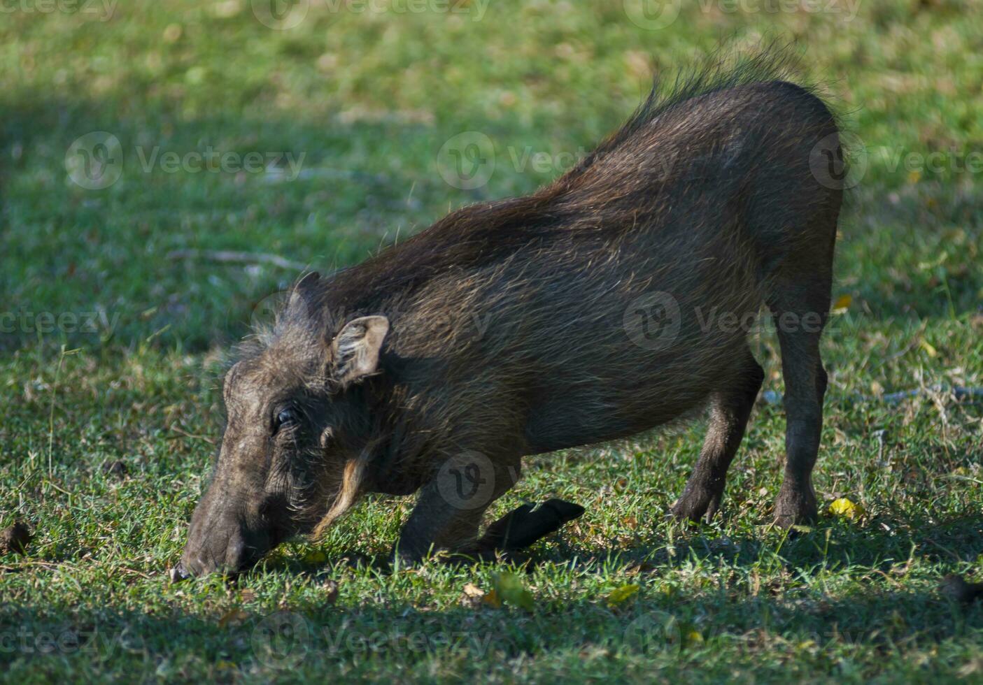 Wharthog grazing, Kruger National Park, South Africa photo