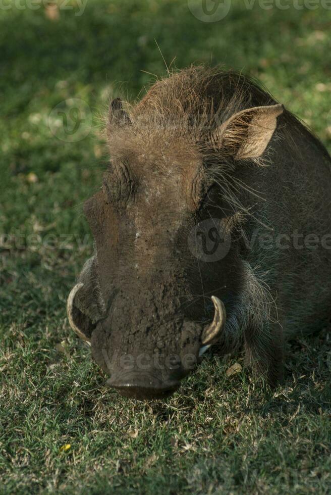 Wharthog grazing, Kruger National Park, South Africa photo