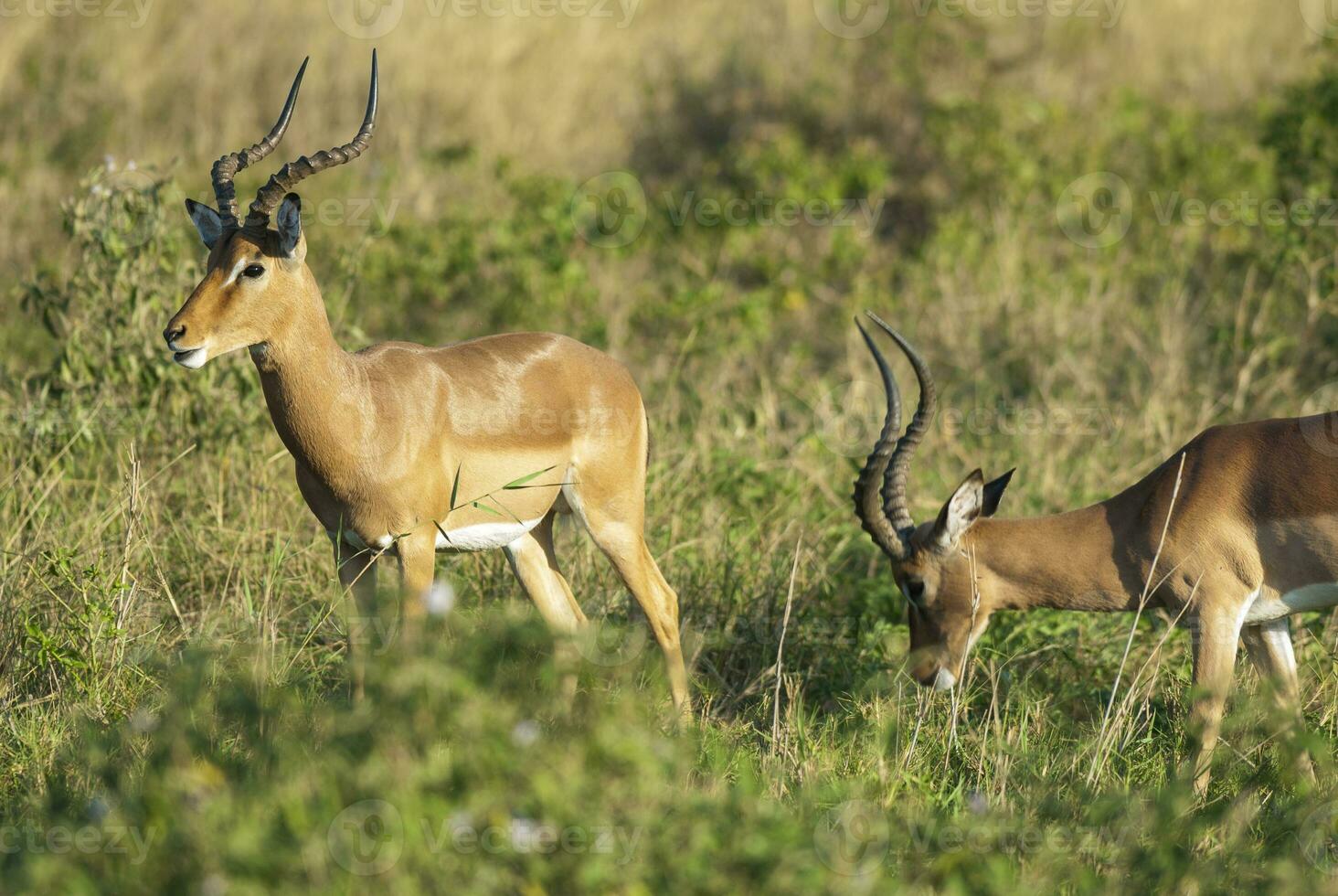 Impala grazing , Kruger National Park, South Africa photo