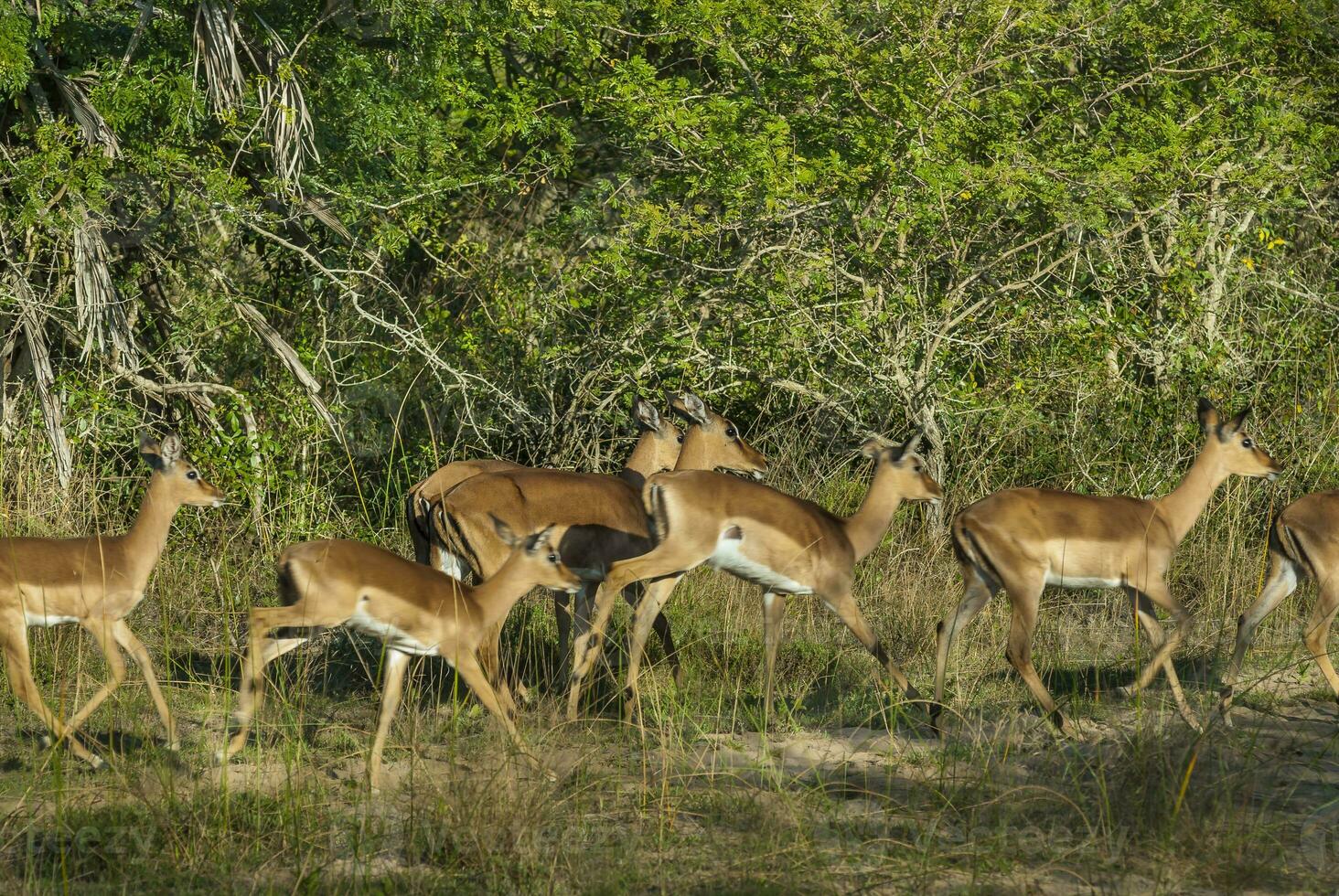 Impala herd , Kruger National Park, South Africa photo
