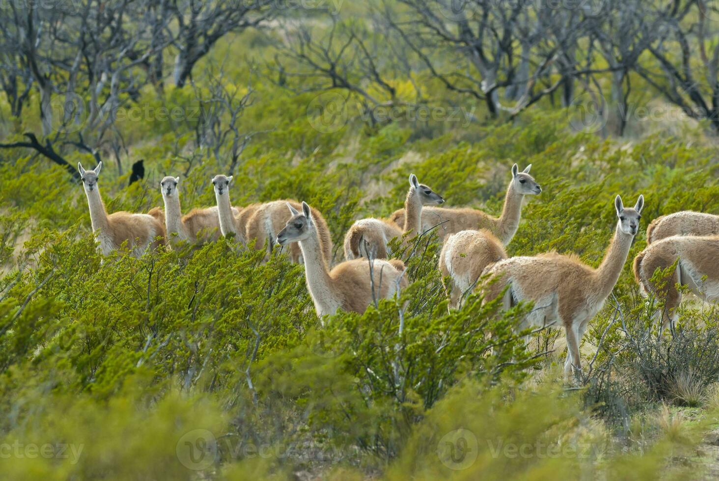 guanacos manada en Lihue Calel nacional parque, la pampa provincia, Patagonia, argentina foto