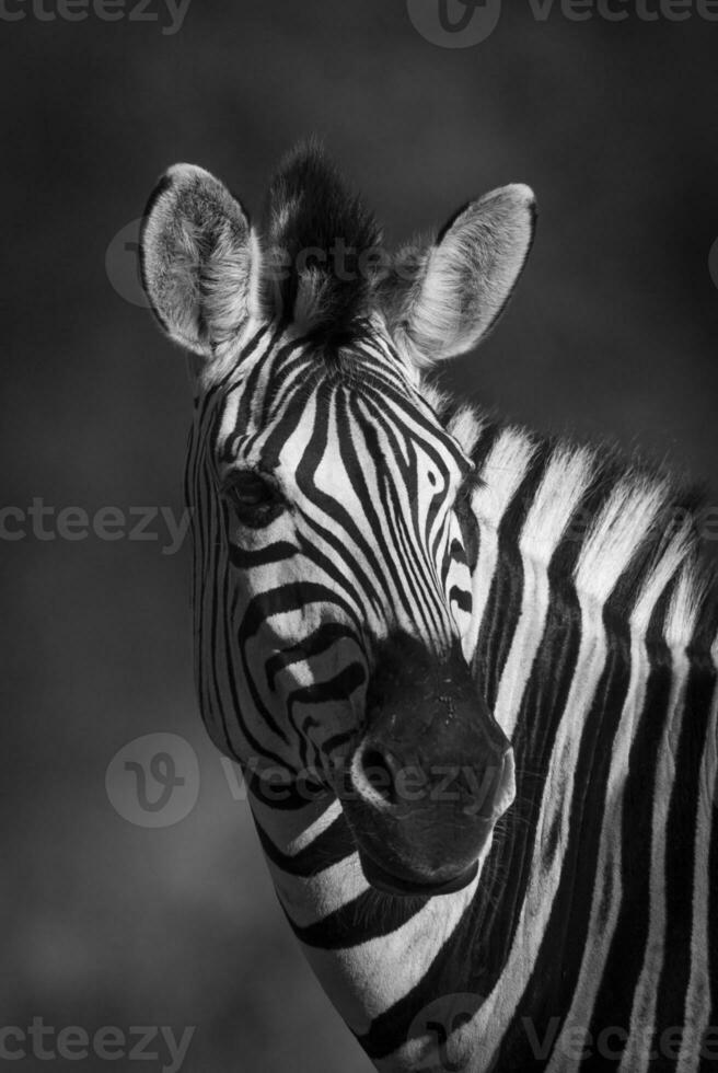 Common Zebra, South, Africa photo