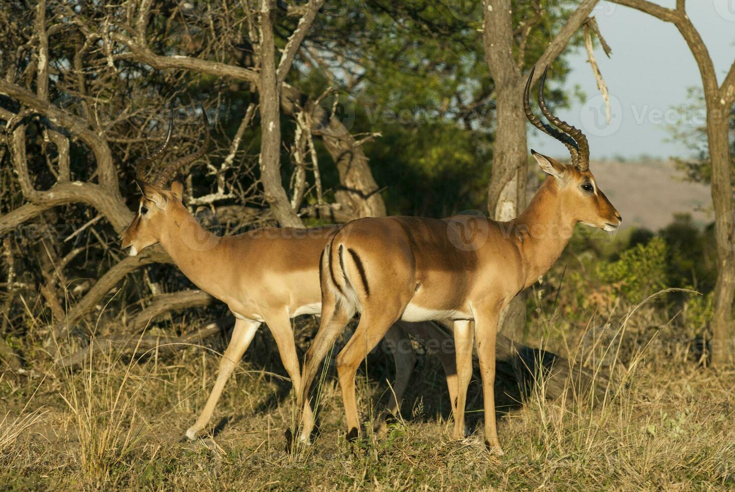 Nyala antelope male and female , Kruger National Park, South Africa photo