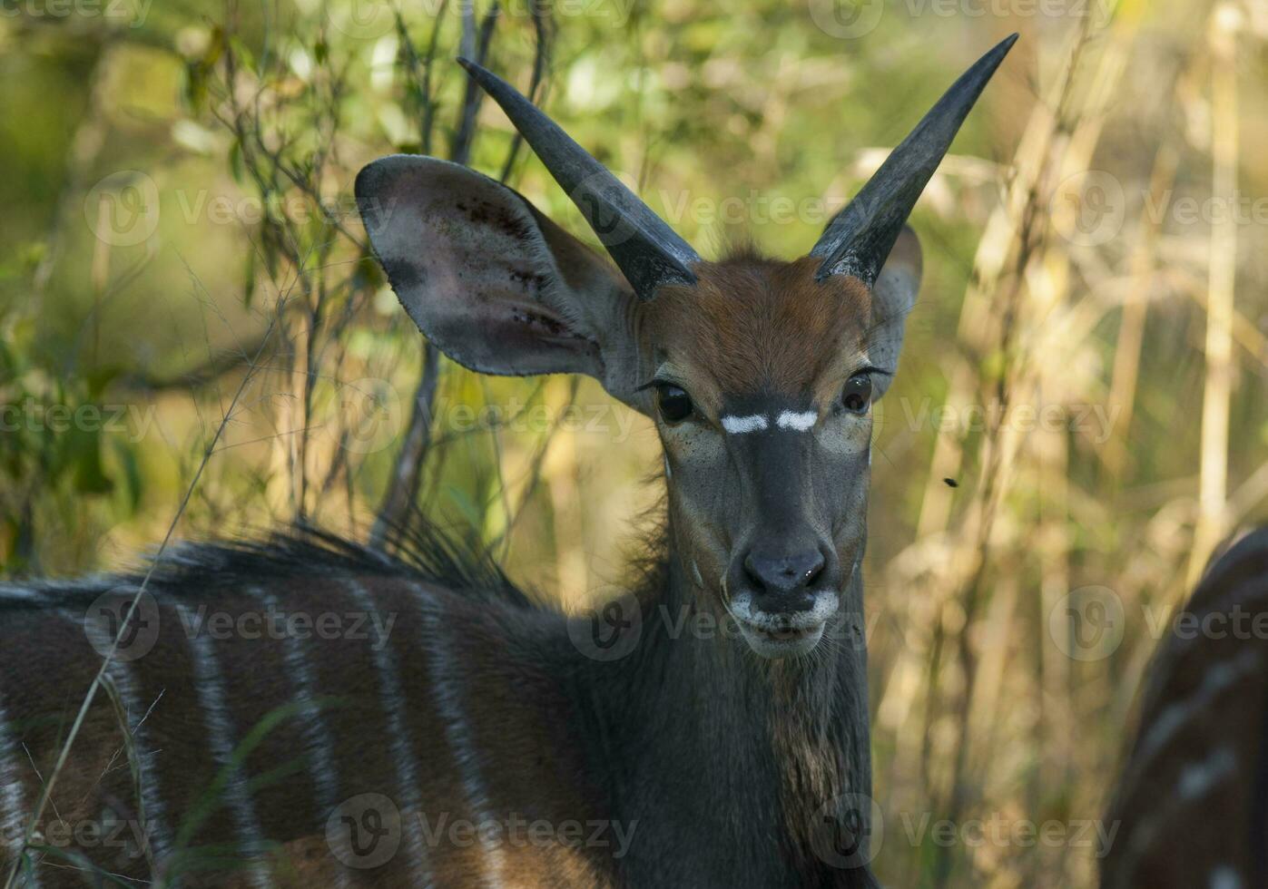 nyala antílope masculino y hembra , kruger nacional parque, sur África foto