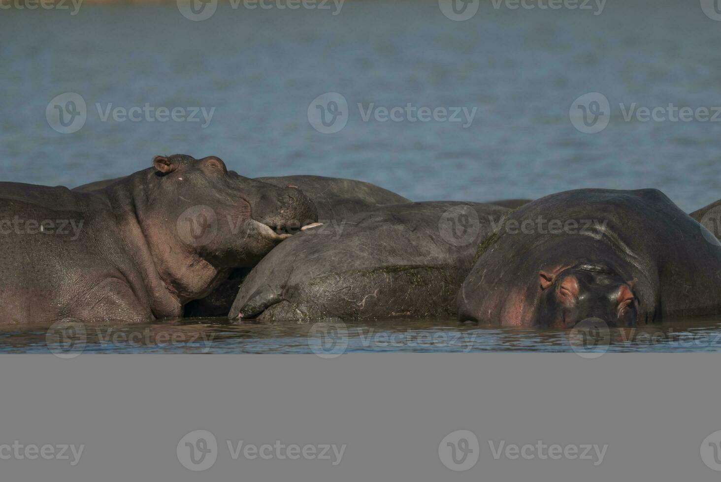 HIPPOPOTAMUS AMPHIBIUS in waterhole, Kruger National park,South Africa photo