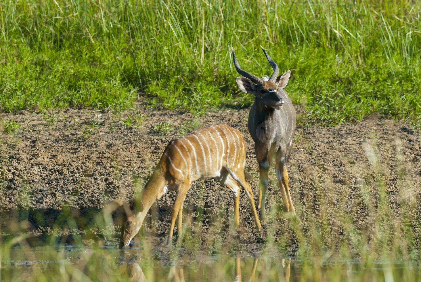 Nyala antelope male and female , Kruger National Park, South Africa photo