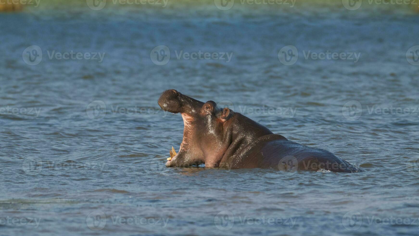 HIPPOPOTAMUS AMPHIBIUS in waterhole, Kruger National park,South Africa photo