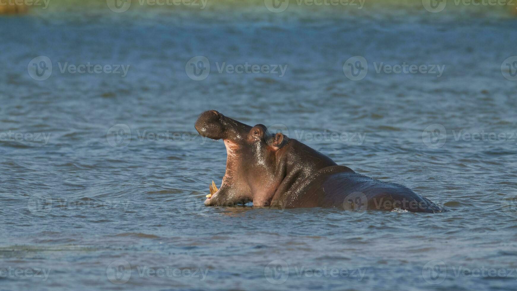 hipopótamo anfibio en pozo de agua, kruger nacional parque, sur África foto