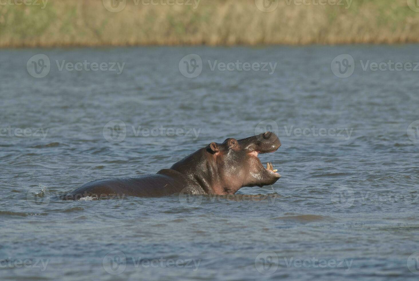 hipopótamo anfibio en pozo de agua, kruger nacional parque, sur África foto