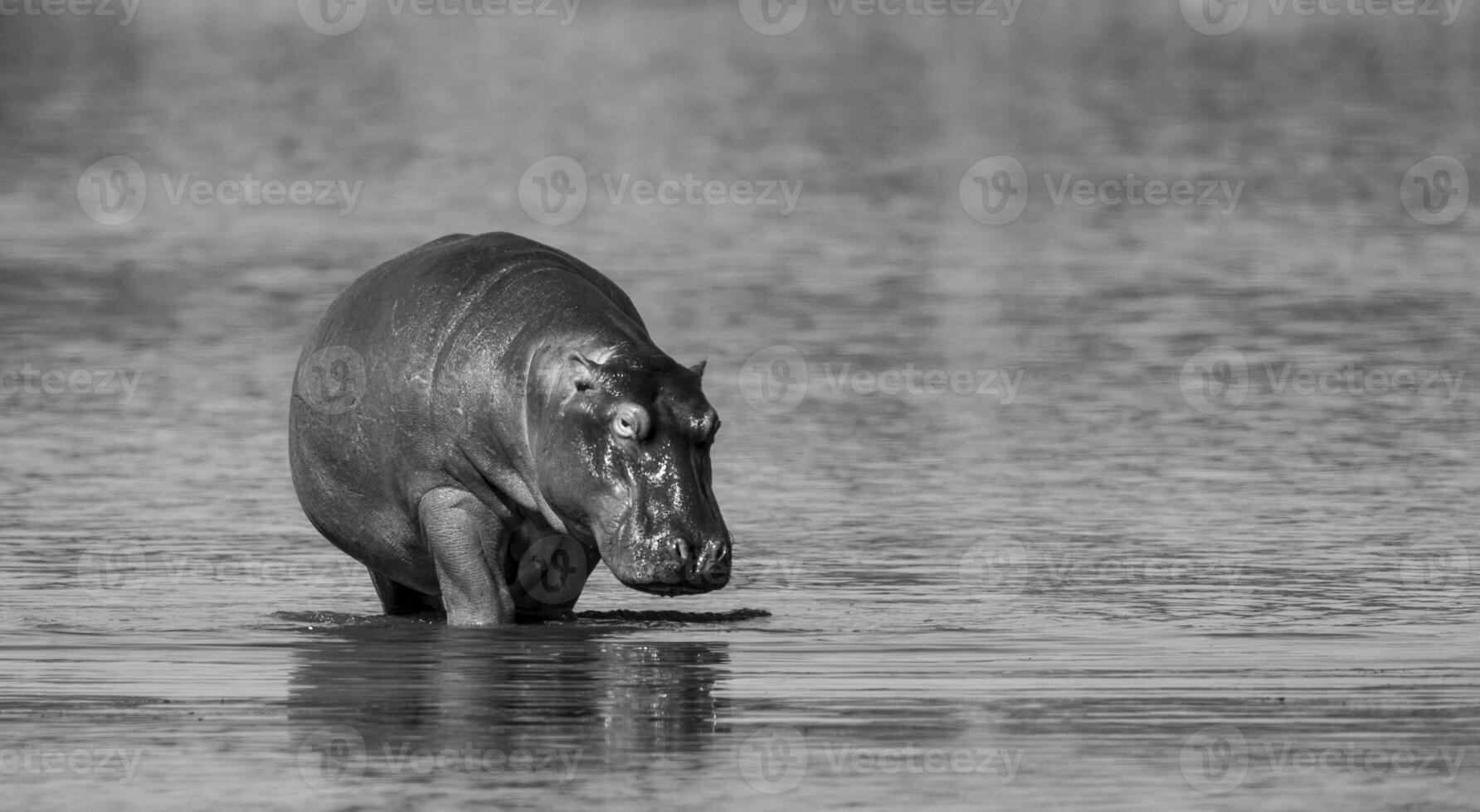 hipopótamo anfibio en pozo de agua, kruger nacional parque, sur África foto