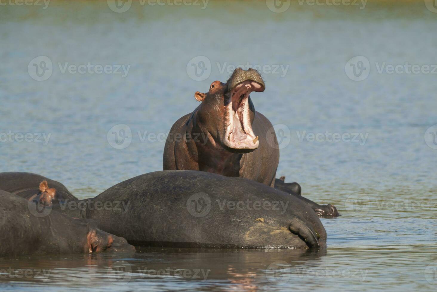 HIPPOPOTAMUS AMPHIBIUS in waterhole, Kruger National park,South Africa photo