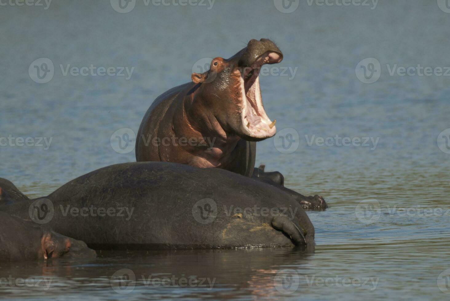 hipopótamo anfibio en pozo de agua, kruger nacional parque, sur África foto