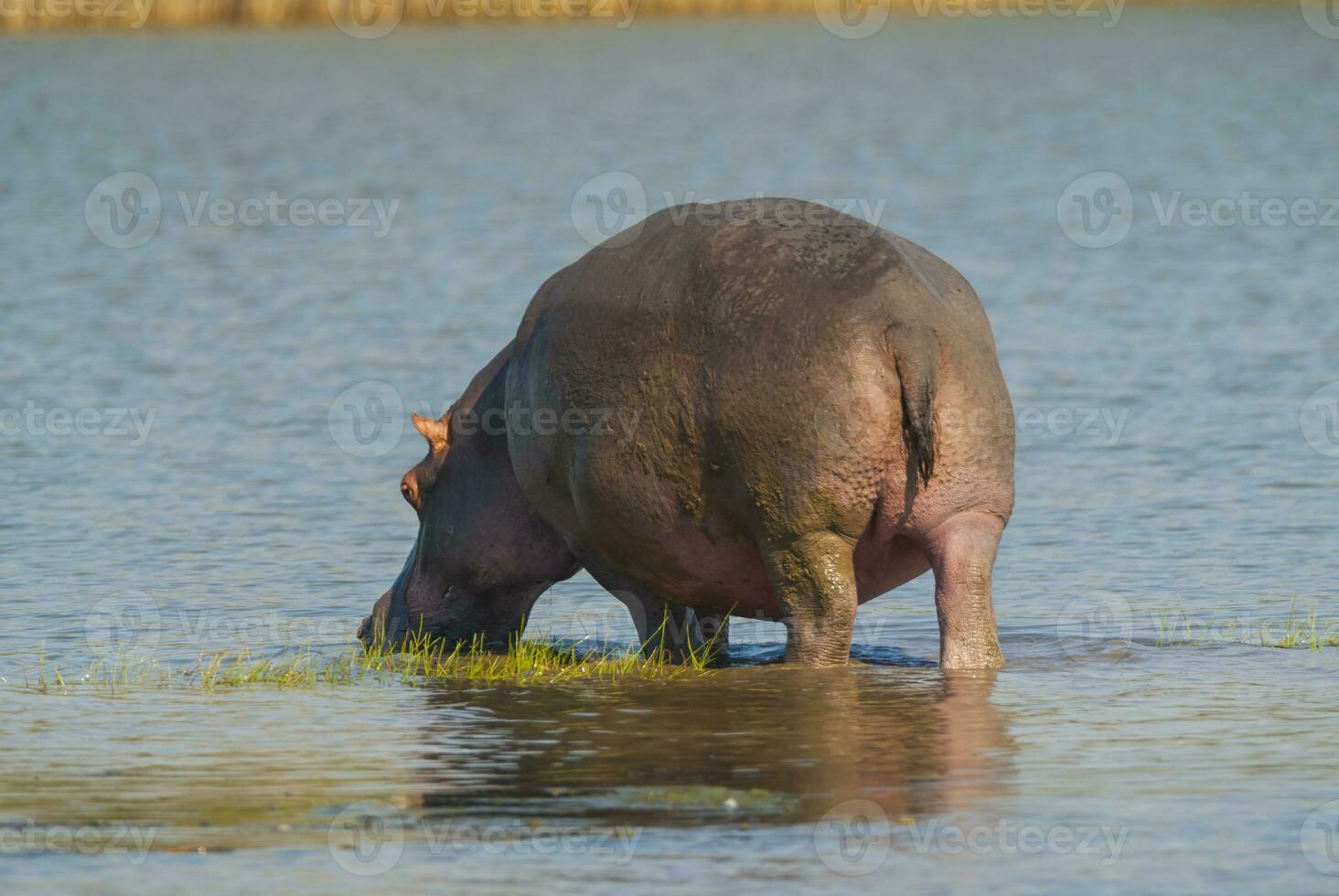 hipopótamo anfibio en pozo de agua, kruger nacional parque, sur África foto