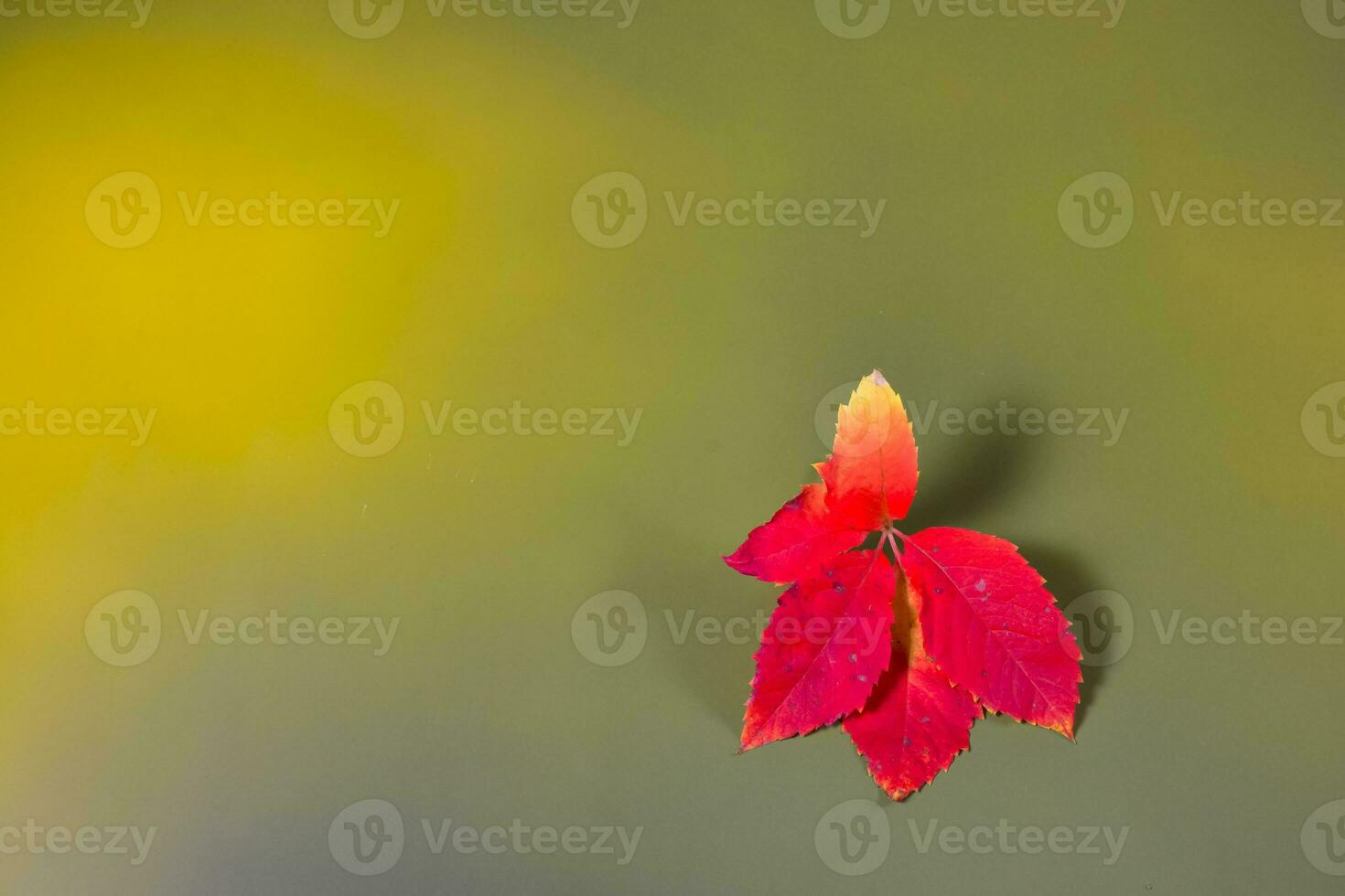 Autumn leaves in the green background photo