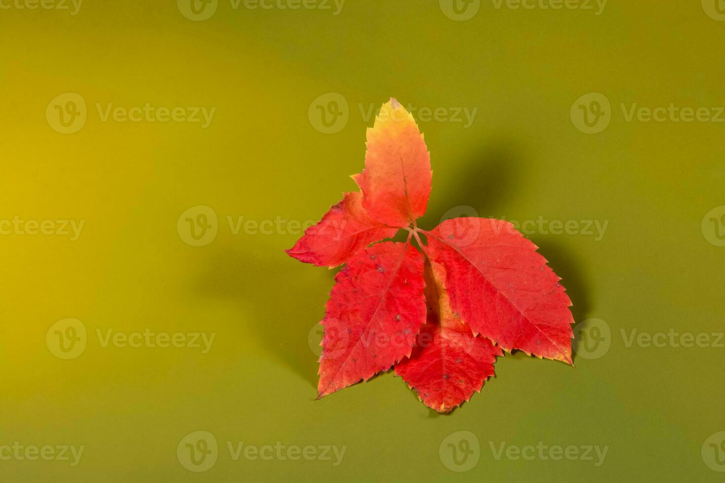 Autumn leaves in the green background photo