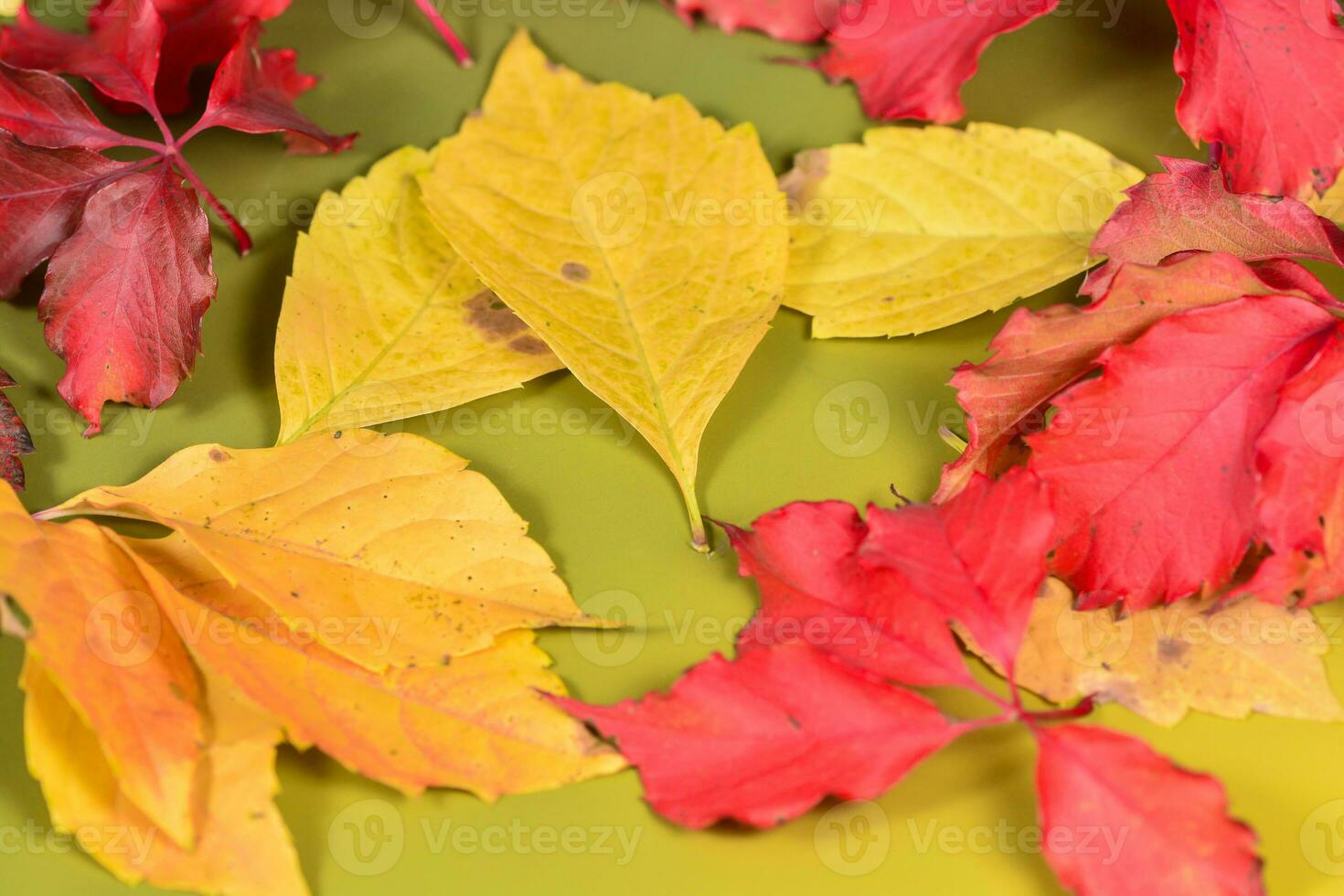 Autumn leaves in the green background photo