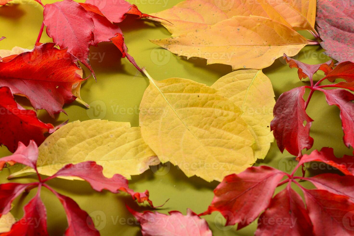 Autumn leaves in the green background photo