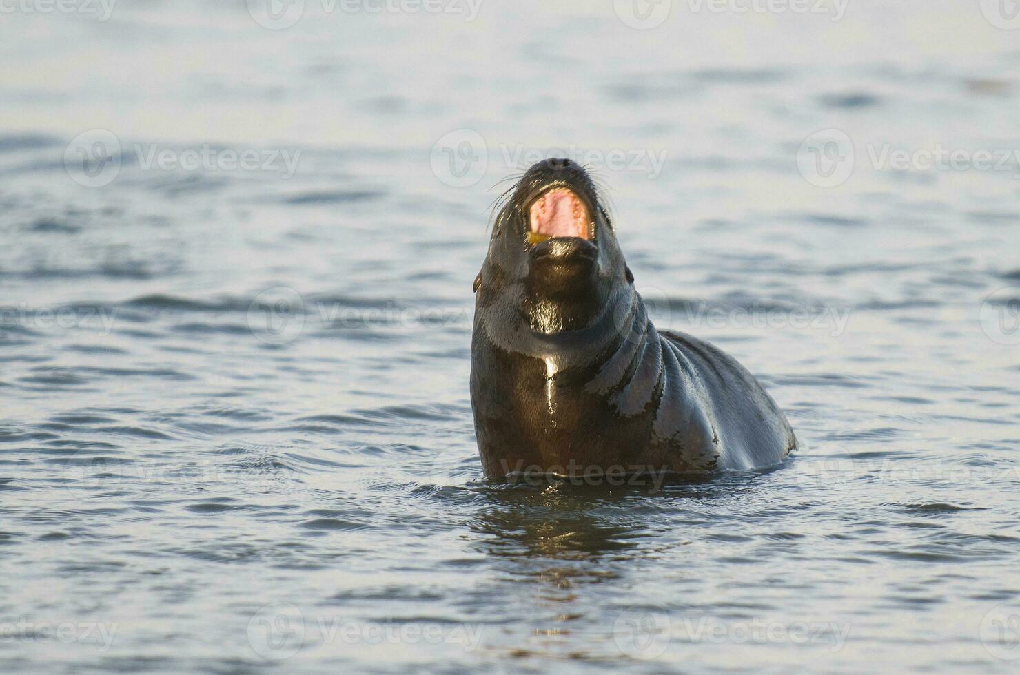 Baby South American Sea Lion, Peninsula Valdes, Chubut Province Patagonia Argentina photo