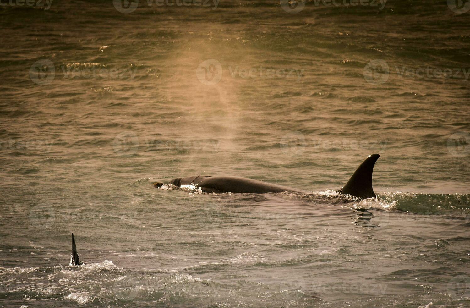 Orca Patagonia , Argentina photo