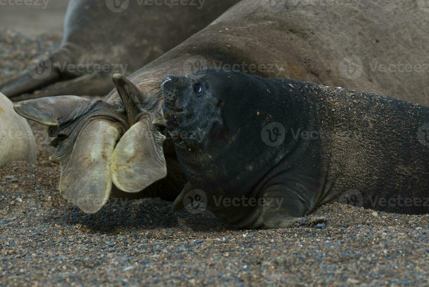 Baby Elephant seal , Peninsula Valdes, Chubut Province, Patagonia, Argentina photo