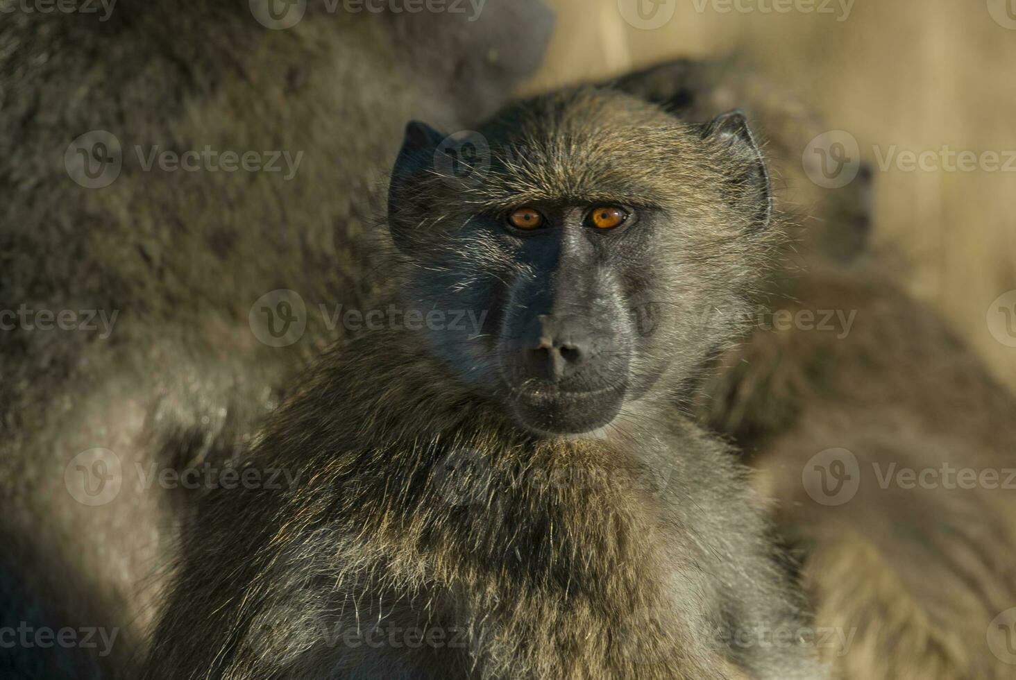 Baboon, Kruger National Park, South Africa photo