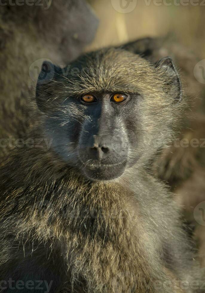 Baboon, Kruger National Park, South Africa photo